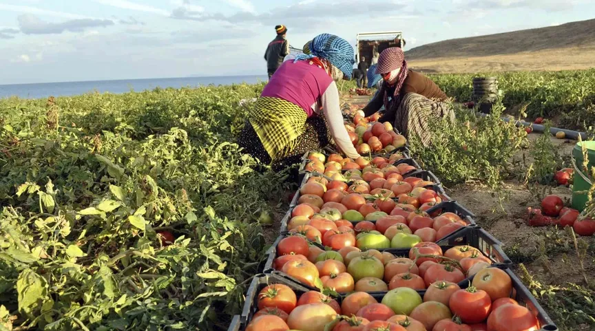 Turkish farmer in field